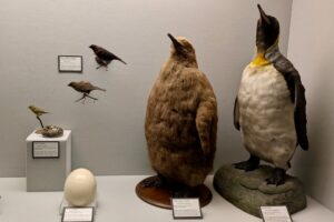 birds and eggs on display