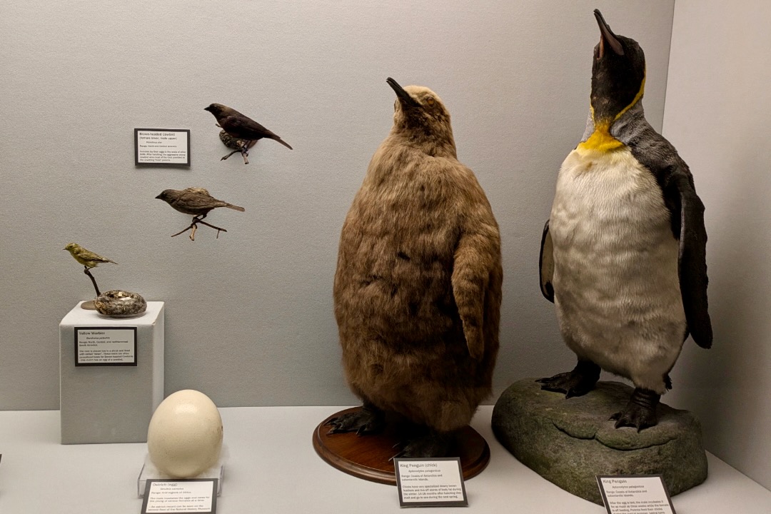 birds and eggs on display