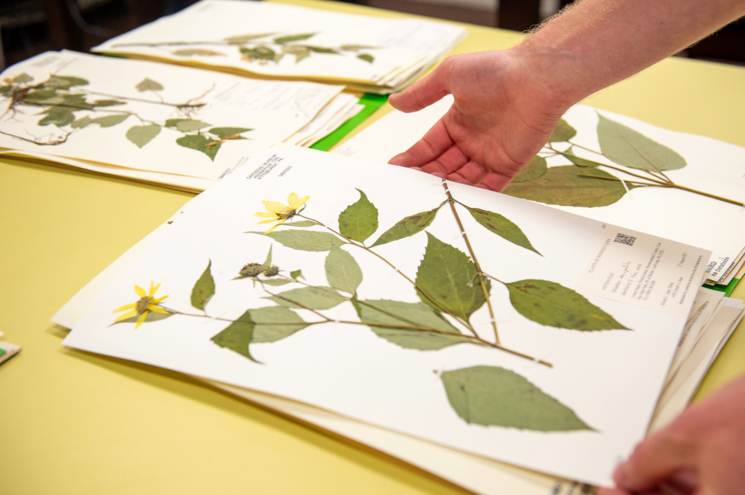 hands holding an herbarium specimen