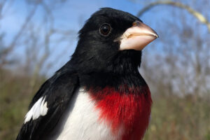 rose-breasted grosbeak
