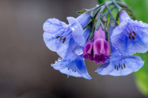 blue and purple flowers with raindrops on them