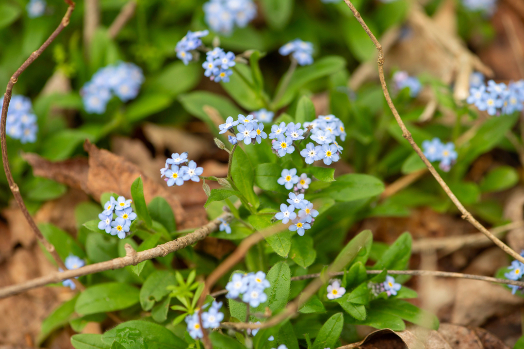 small blue and white flowers