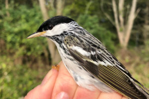 blackpoll warbler