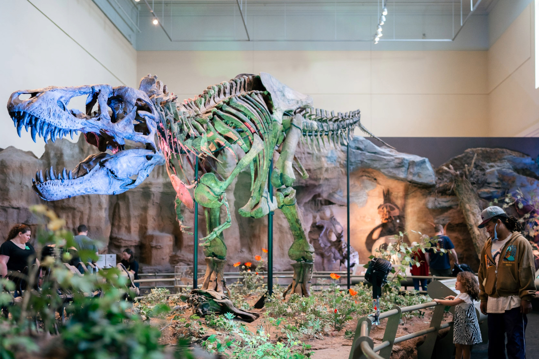 people looking at a lit up T. rex