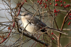 2025 Rector Christmas Bird Count Results