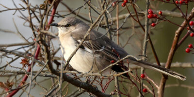 northern mockingbird in a tree