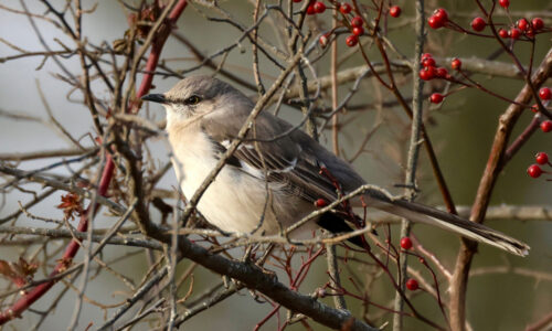 2025 Rector Christmas Bird Count Results