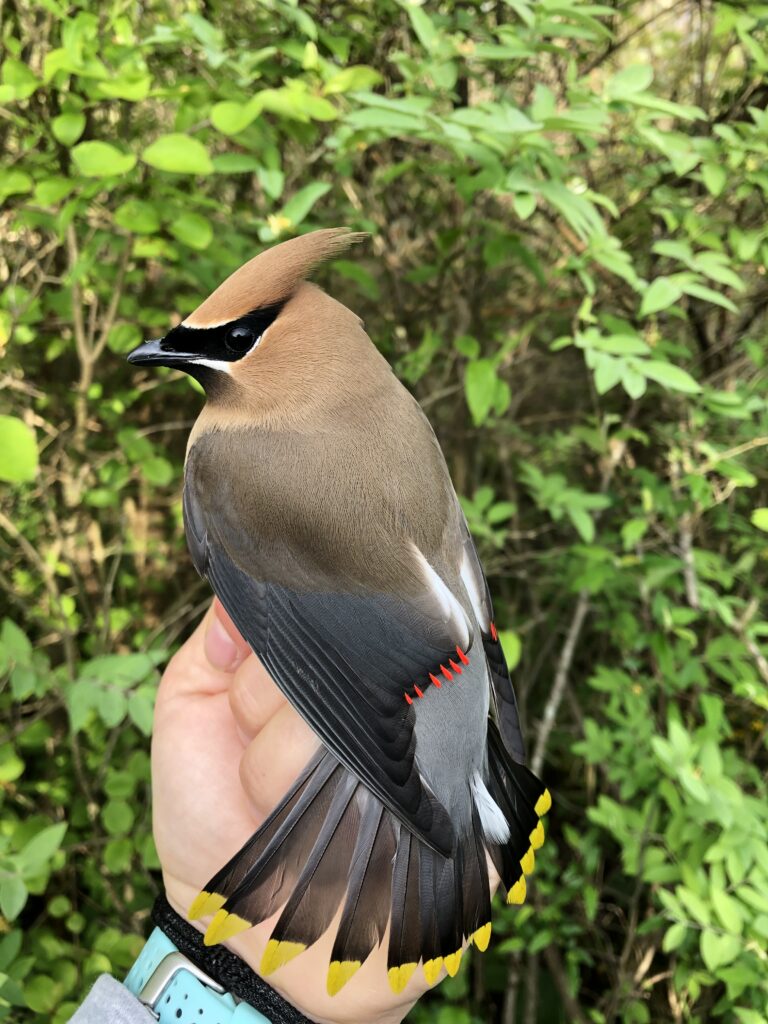cedar waxwing