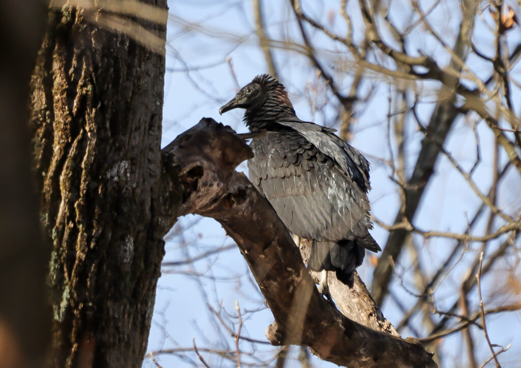 black vulture in a tree