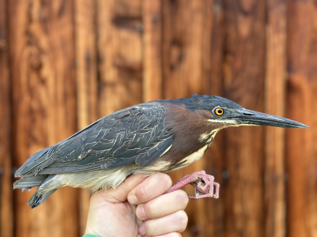 green heron bird