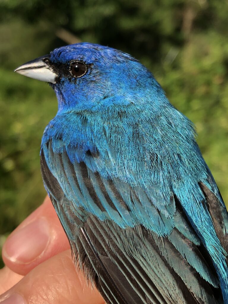 indigo bunting
