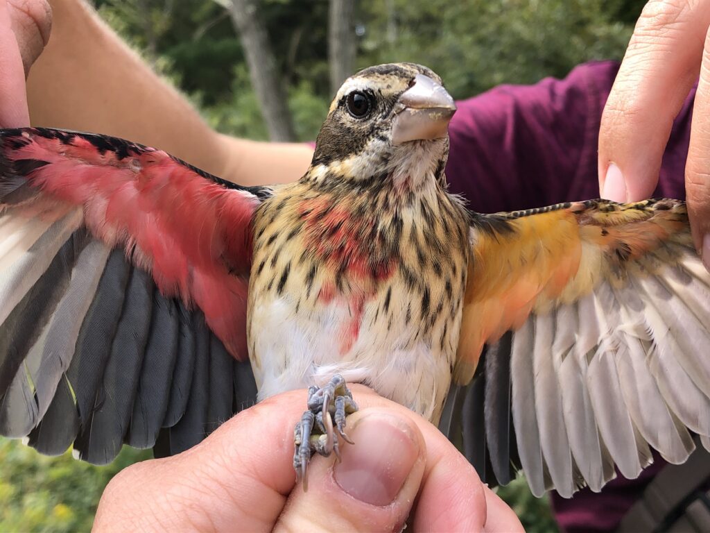 rose-breasted grosbeak