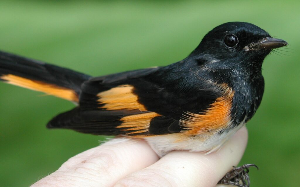 american redstart bird