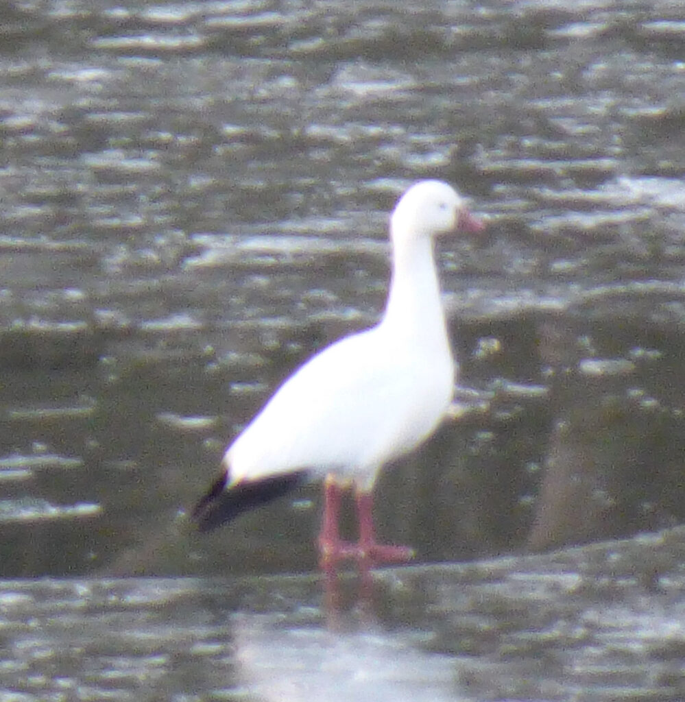 ross goose
