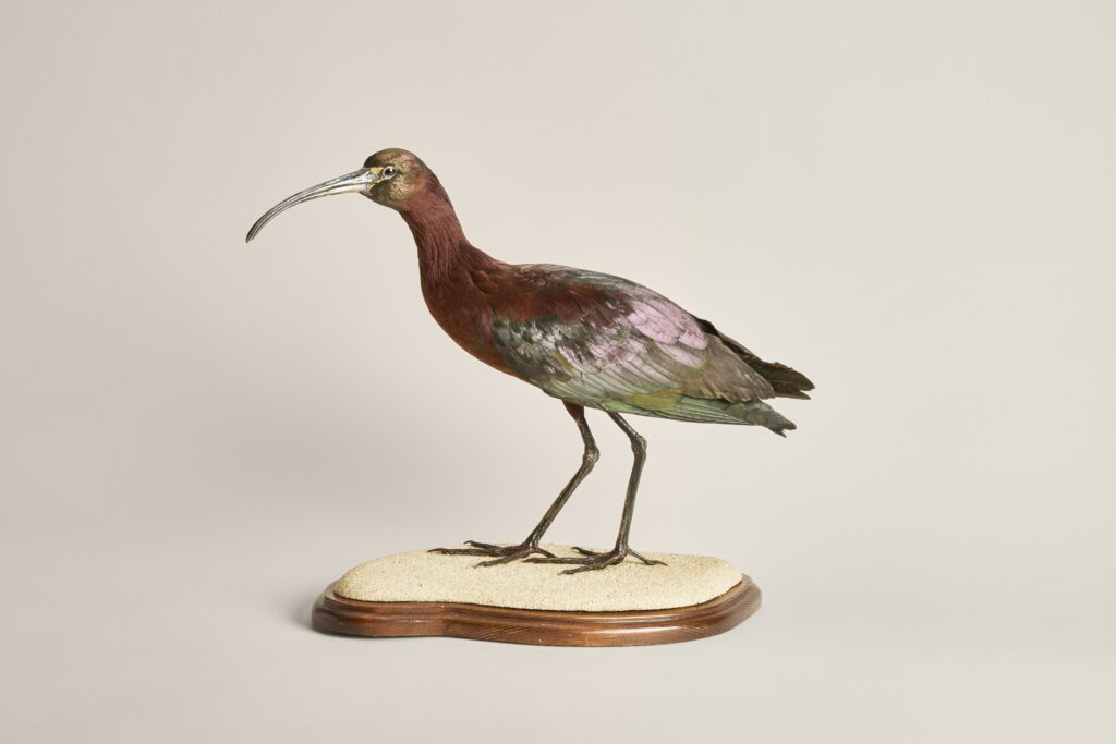 glossy ibis taxidermy mount