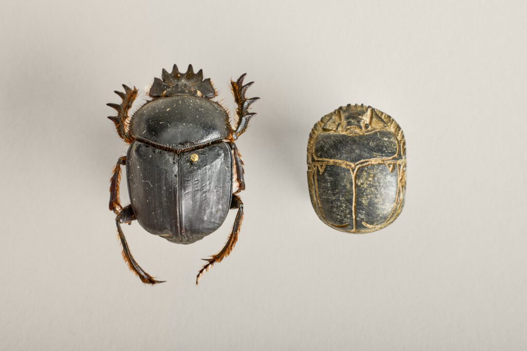 scarab beetle specimen and scarab beetle Egyptian artifact side by side