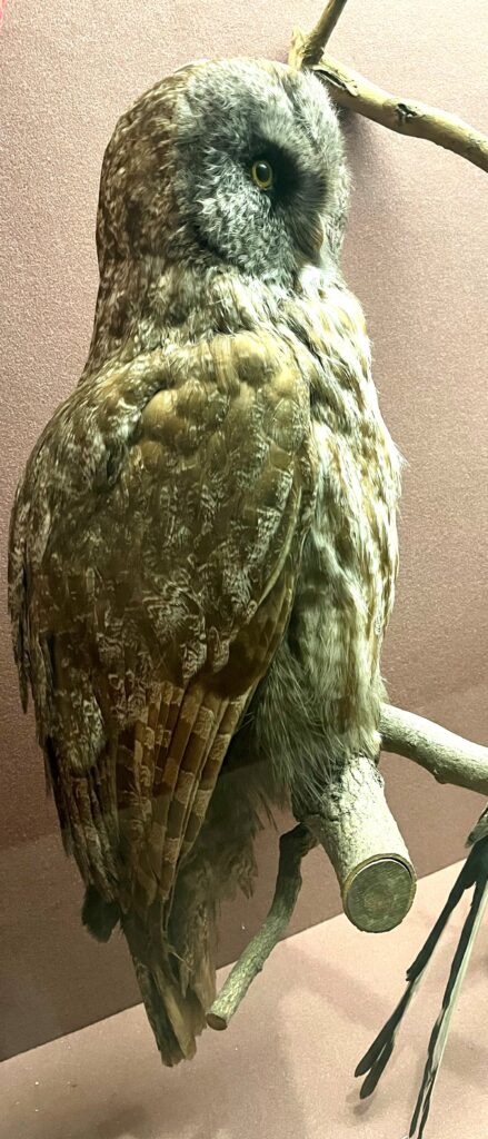 owl taxidermy