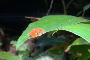 orange frog on a leaf