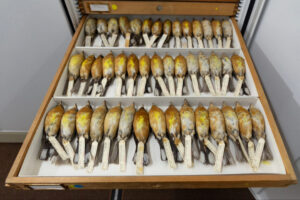 taxidermied bird specimens in a drawer