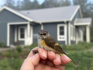 powdermill bird banding house