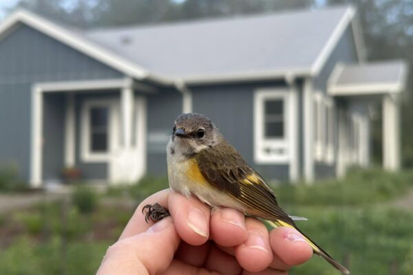 powdermill bird banding house
