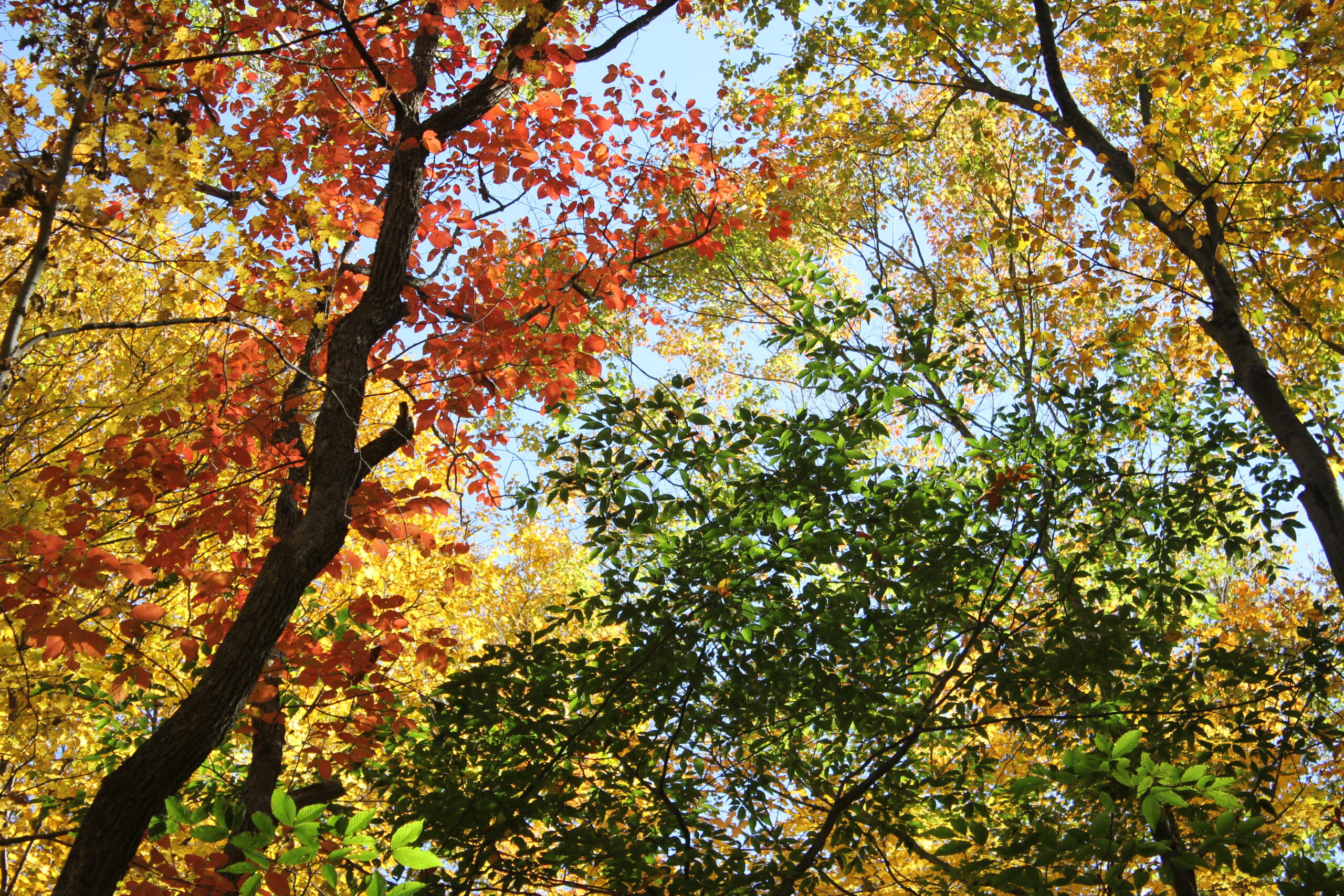trees
