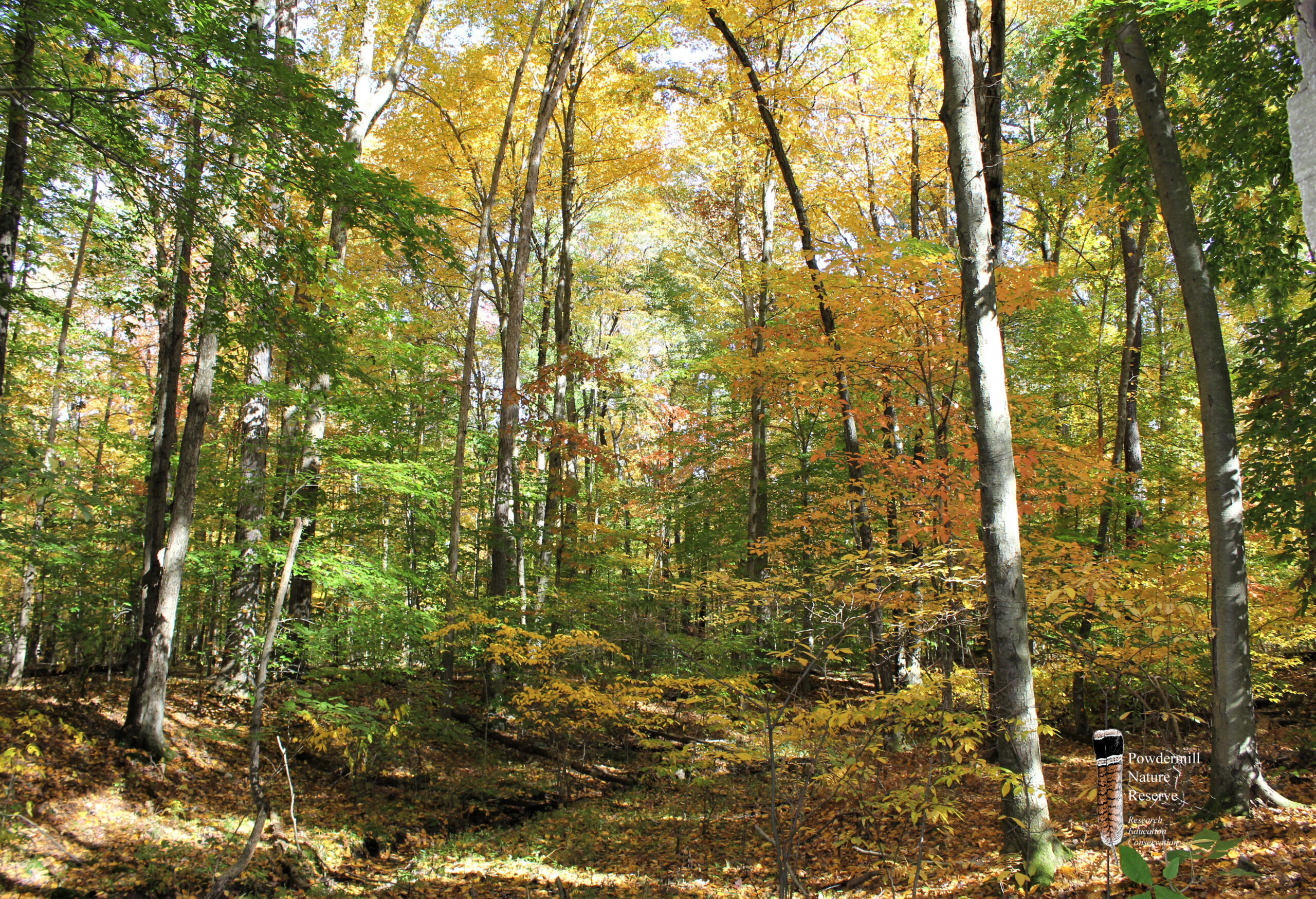 powdermill nature trail