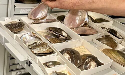 Mussel Memory in a Museum Collection