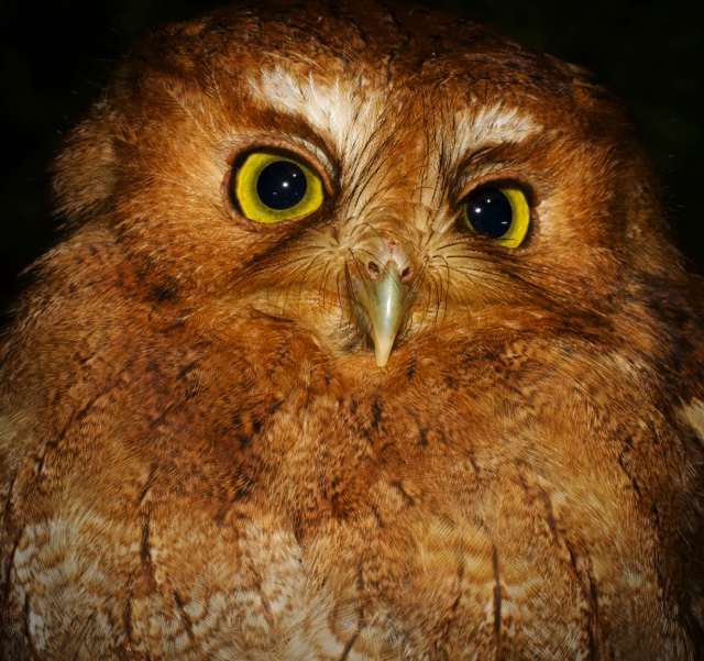 an owl